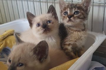 Tanti micini da adottare (anche temporaneamente) al gattile di via Turati