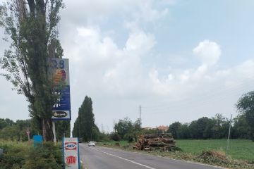 albero vicino al distributore di benzina
