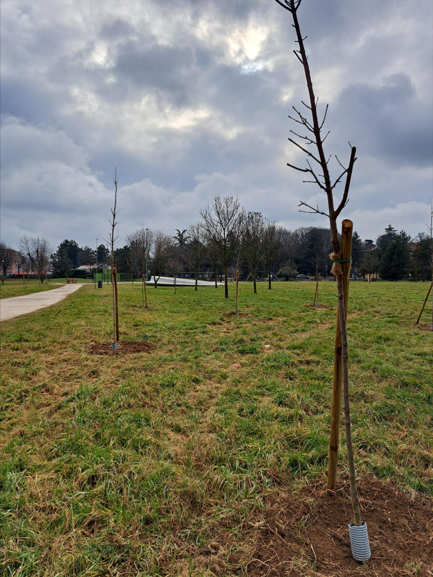  piantumazione di alberi nei parchi e nei Parcheggi Spugna 