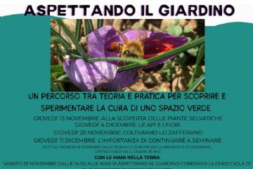 Aspettando il giardino  fiore viola con ape 